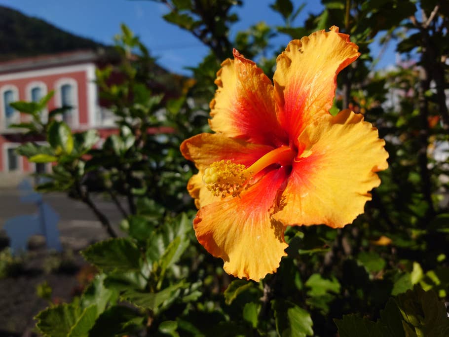 Nahaufnahme: Hibiskus