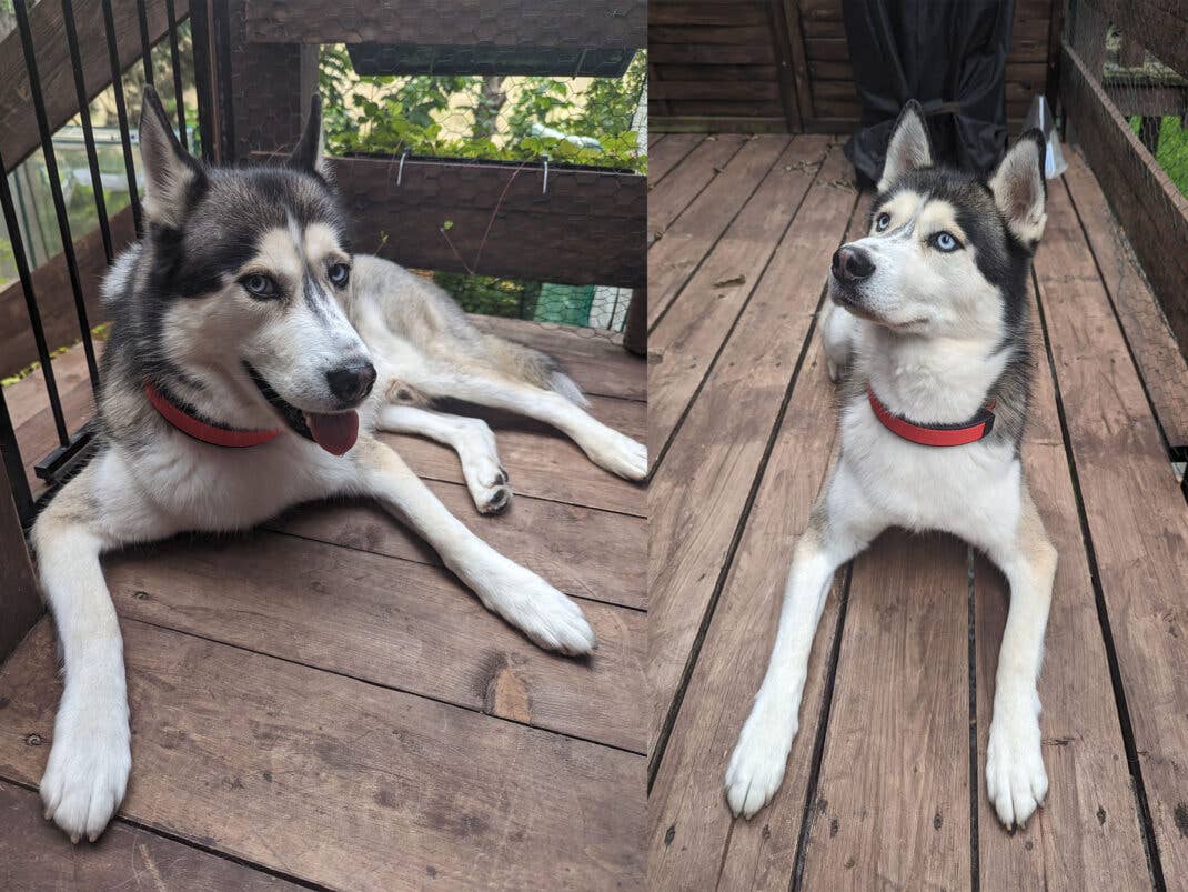 Das Smart Dog Collar sieht ideal am Hund wie alle Halsbänder - und stört dabei nicht