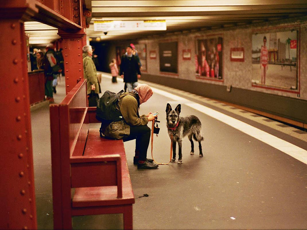Deutsche Bahn kein Herz für Hunde - Ticketkauf wird absurd umständlich für Hundebesitzer
