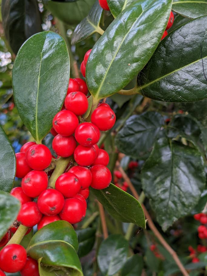 Die Farben sind zu knallig und unnatürlich