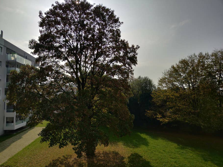 Die Kamera-Bilder des Razer Phone 2: HDR-Bild eines Baums mit Sonne davor und Schatten