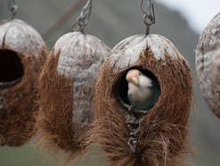 Vogel schaut aus einem Kokosnussschalen Nest heraus.