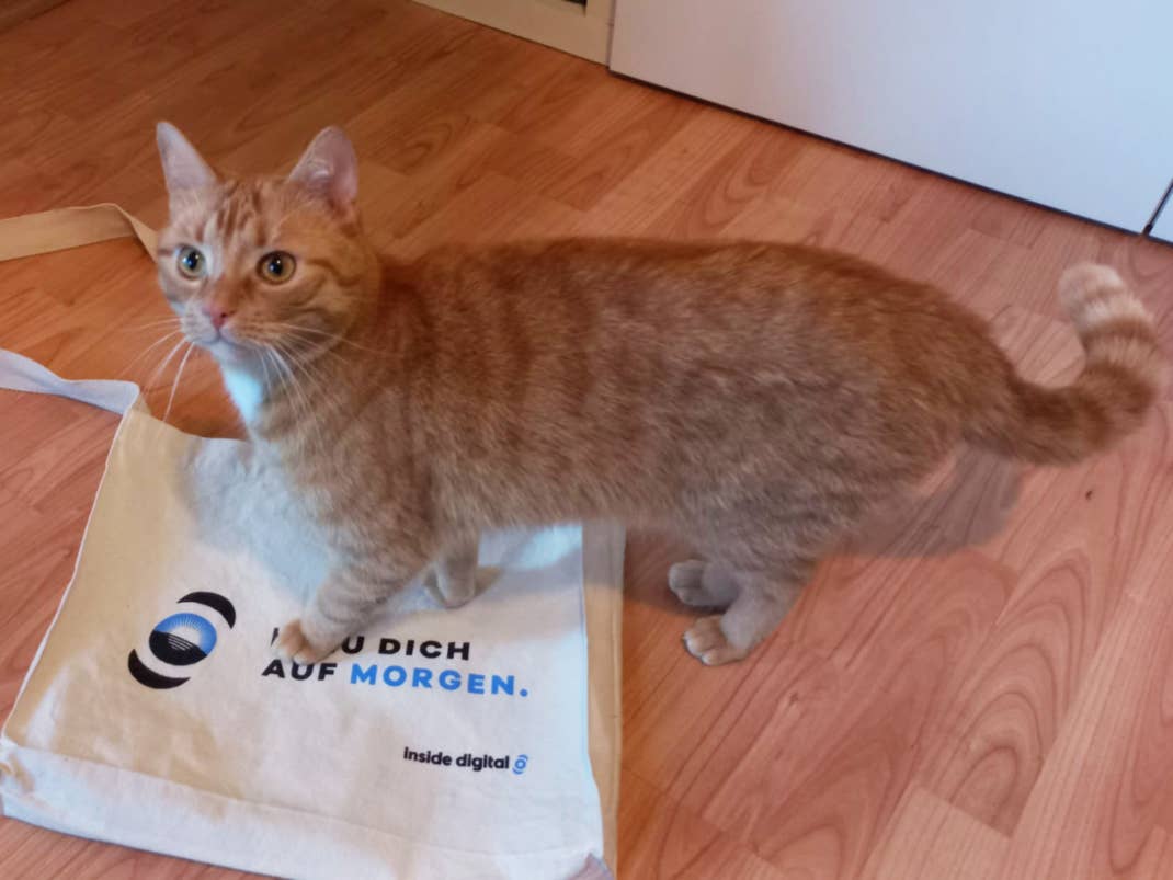 Vorstellungsbild Floh mit Merch