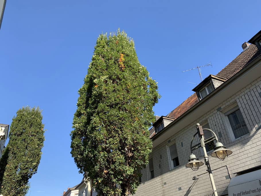 Baum, aufgenommen mit dem iPhone XS mit Tele-Brennweite