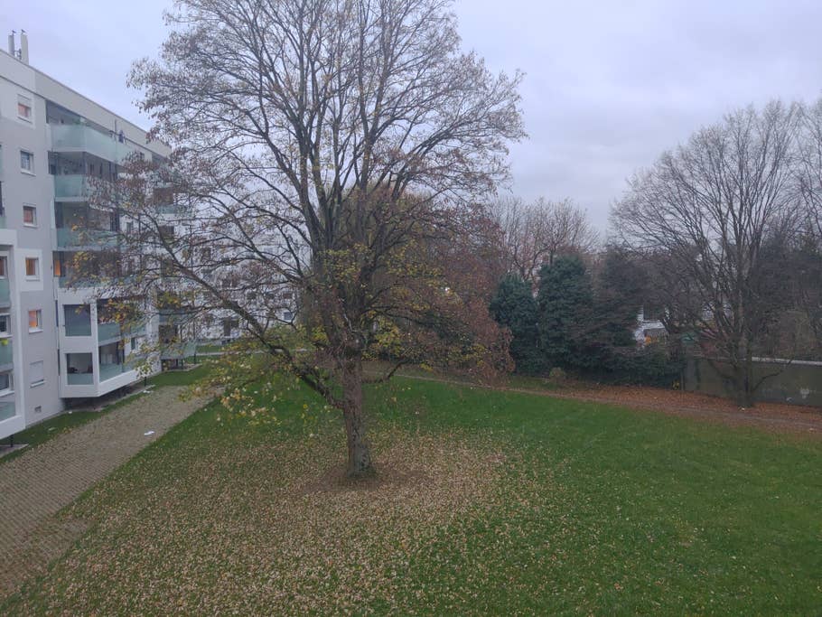 Ein Baum, bedeckte Himmel und ein Wohnblock bei schlechtem Licht