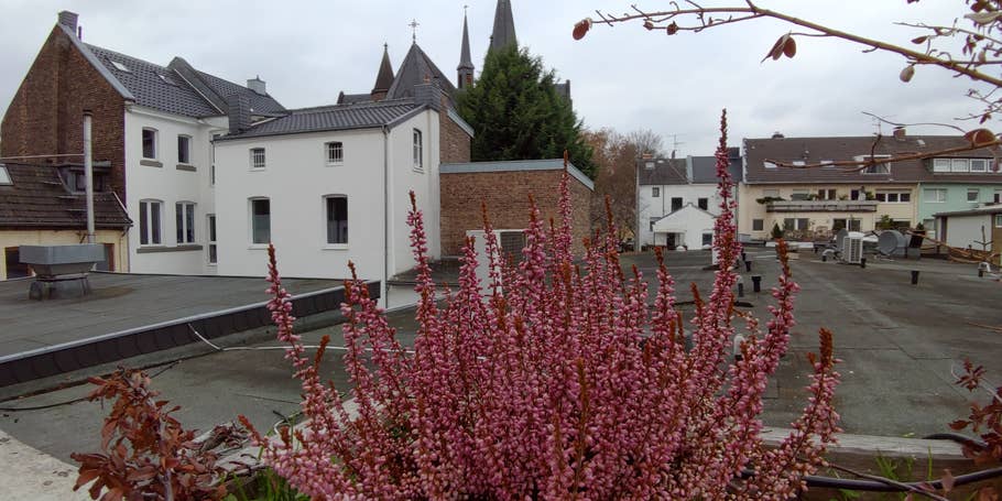 Weitwinkel-Aufnahme der Pflanze vor der Brühler Skyline