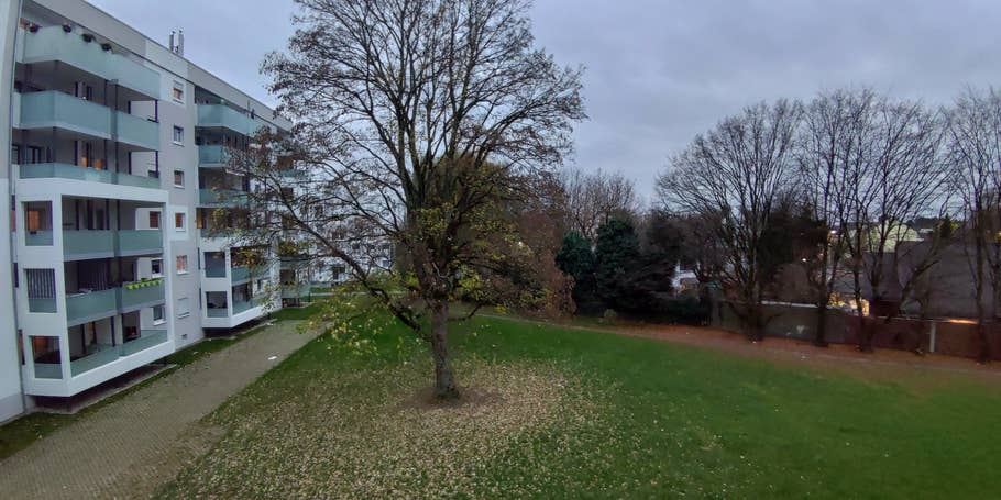 Weitwinkel-Aufnahme des Baum bei bedecktem Himmel