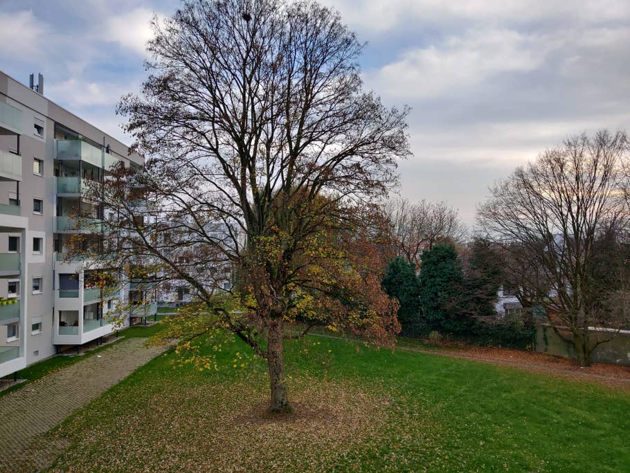 Ein Baum, bedeckte Himmel und ein Wohnblock