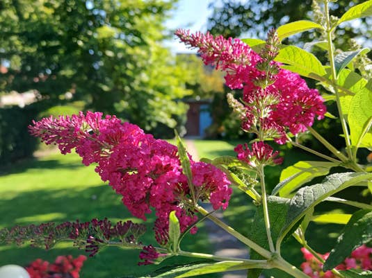 Asus Zenfone 7 Pro Test Tiefenschärfe-Foto