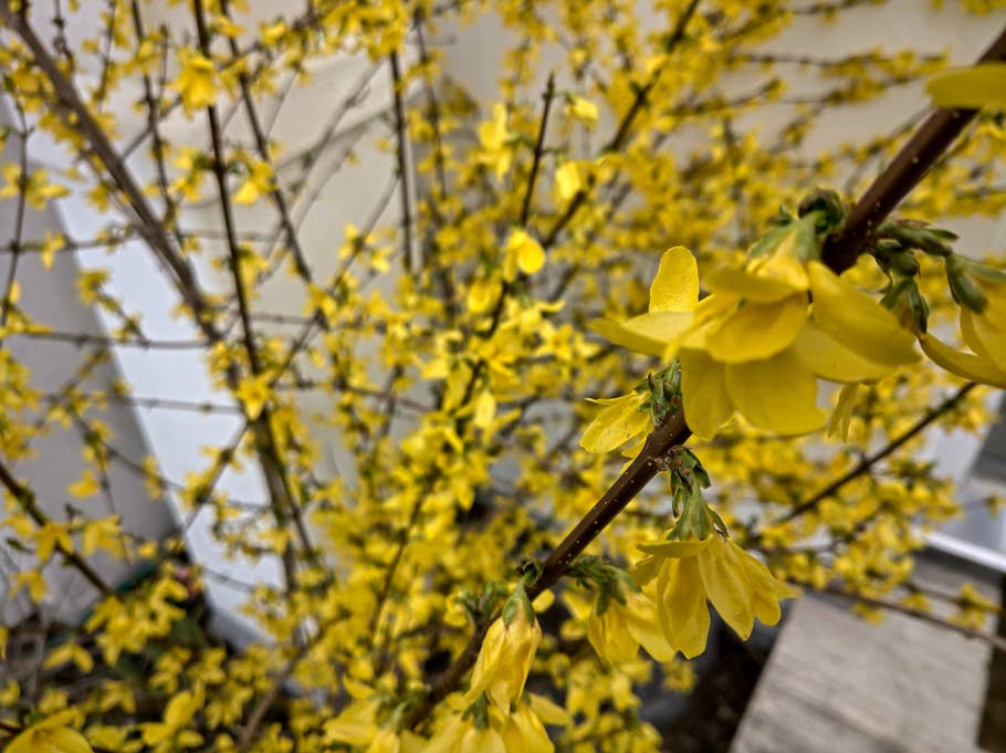 Außenaufnahme bei Tageslicht - Nokia 9 PureView