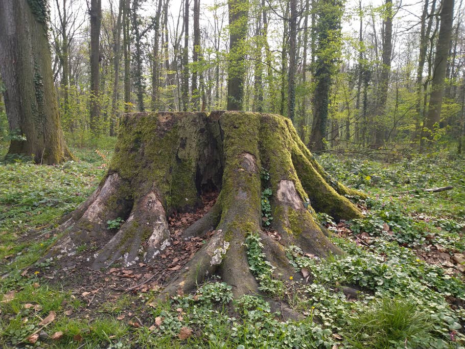 Aufnahme eines Baumstumpfes.