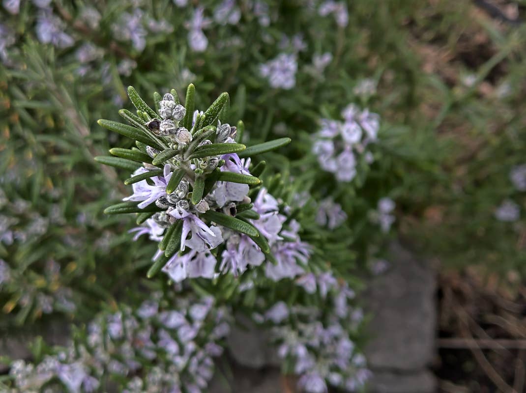 Nokia 9 PureView: Nahaufnahme mit schönem Bokeh