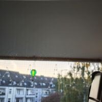 Flusen an Fensterscheibe