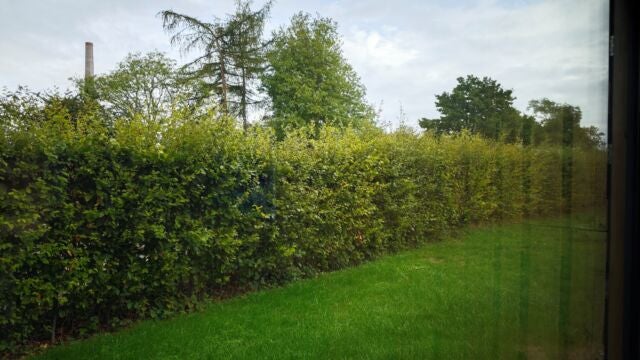 Nach der Reinigung hat man wieder freie Sicht nach draußen. Blick auf einen Garten durch ein sauberes Fenster