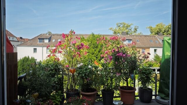 ... und so sauber nachher. Wohnzimmerfenster mit Ausblick auf bepflanzten Balkon und Häuser