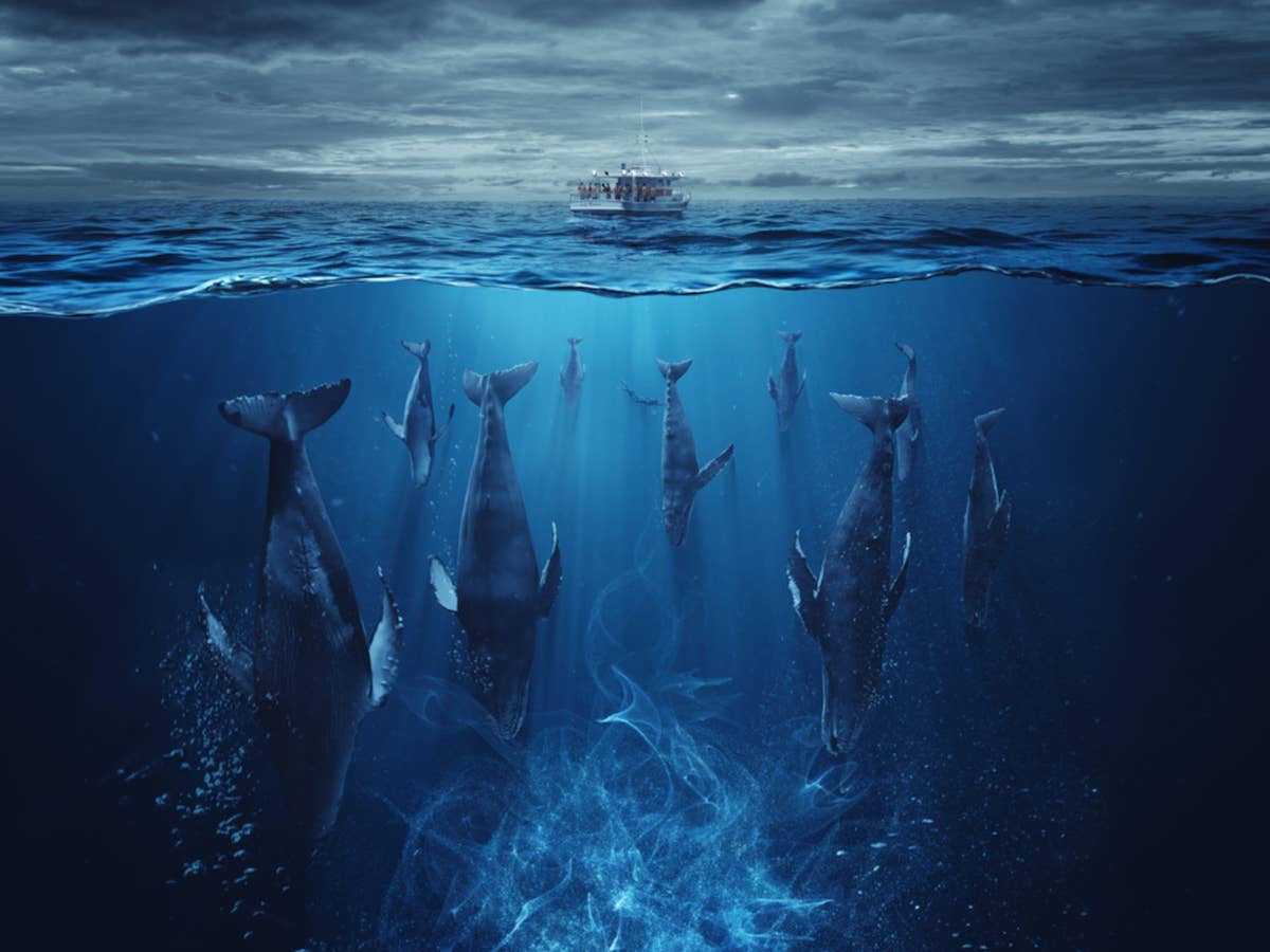 Das Plakat mit Walen und einem Schiff von 