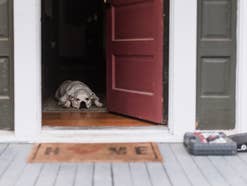 Ein Hund wartet an der offenen Hauseingangstür auf den Paketboten