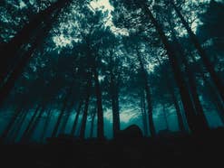 Horrorfilm Symbolbild Dunkler Wald, der in einem Stephen King-Film Kulisse sein könnte.