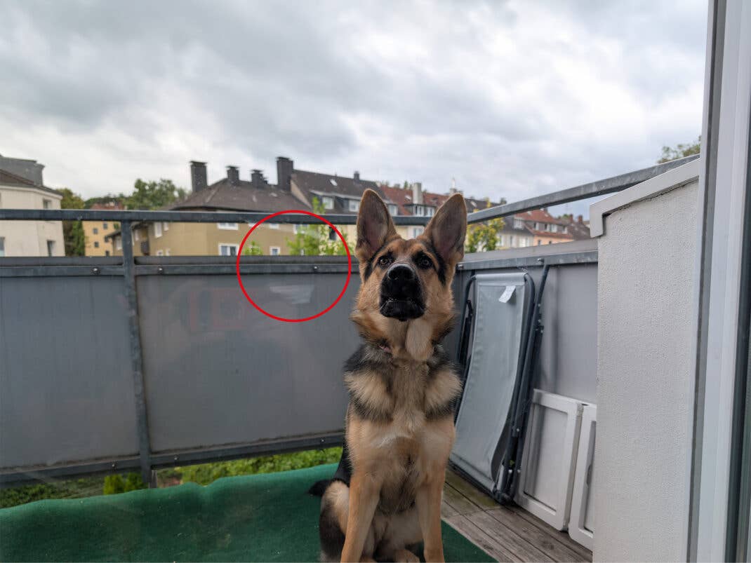 Eine befleckte Scheibe hinter der ein junger Schäferhund sitzt.
