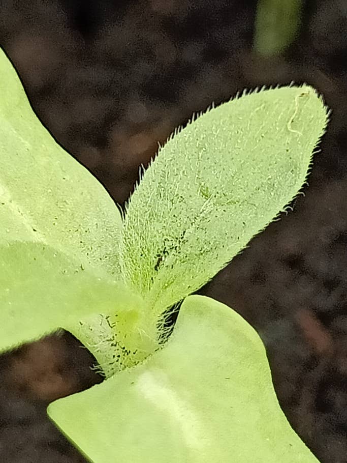 Foto aufgenommen mit dem Oppo A91