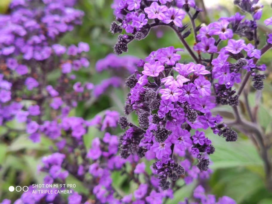 Bei Nahaufnahmen macht das Mi 9T Pro eine gute Figur.