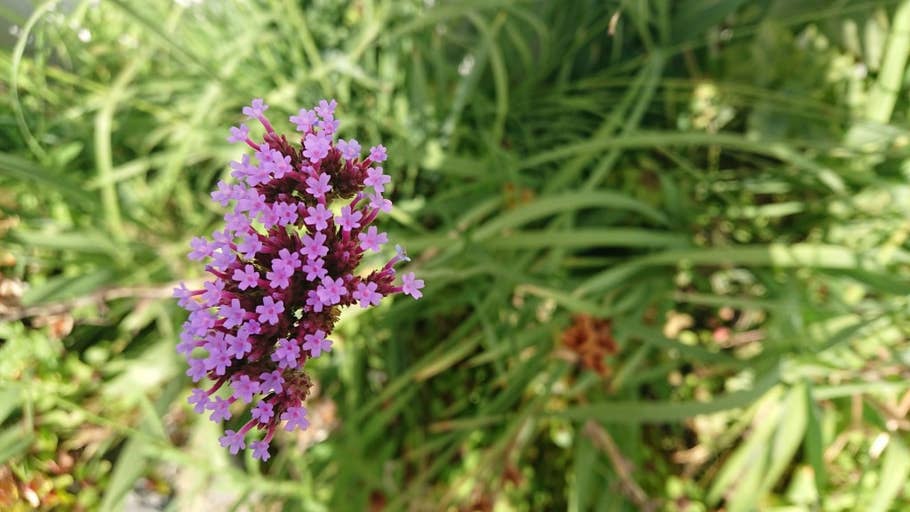 Fotos geschossen mit dem Sony Xperia XZ1 Compact