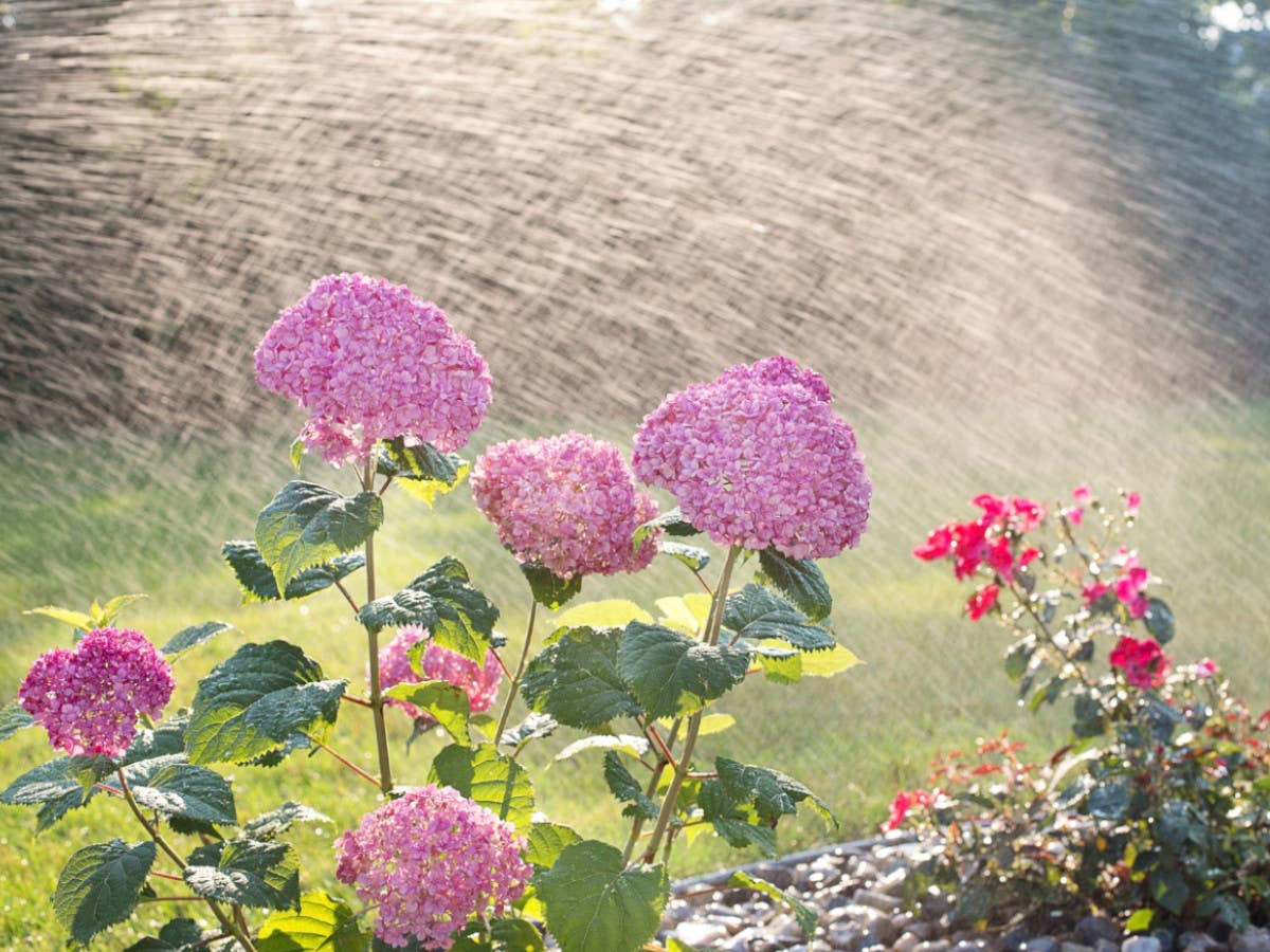 Hortensien werden per Sprinkleranlage bewässert