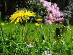 Löwenzahn im Garten