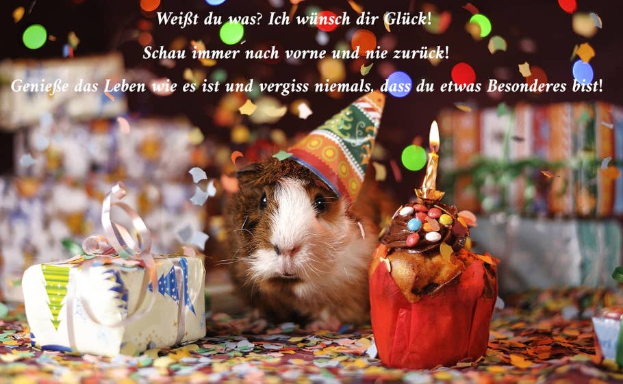 Meerschweinchen mit Partyhut, Kuchen und Geschenk