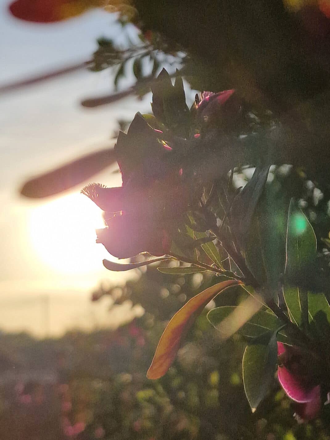 Gegenlicht: Fotografiert mit dem Samsung Galaxy S22 Ultra