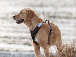 GPS-Tracker für Haustiere im Test - Nur vier orten genau