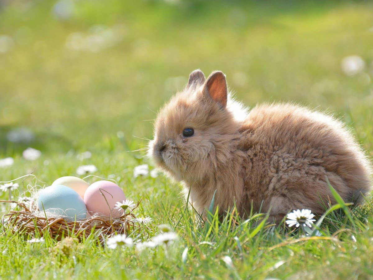 Ein Hase vor einem Nest mit Eiern