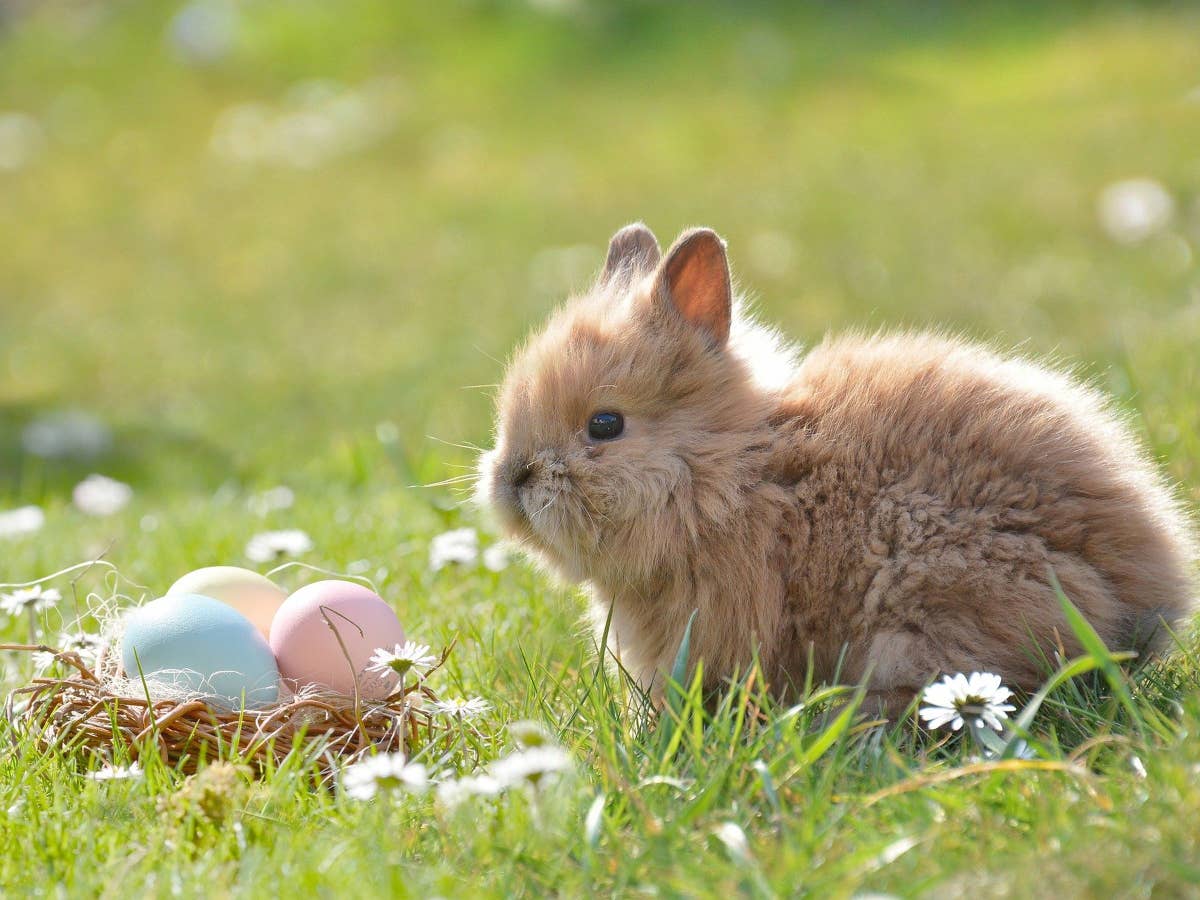 Ein Hase vor einem Nest mit Eiern