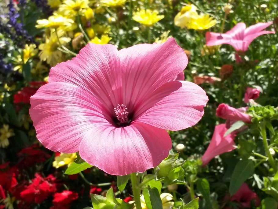 Hibiskus