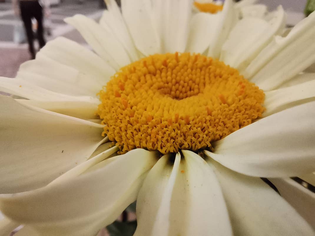 Blume, aufgenommen mit dem Honor 20