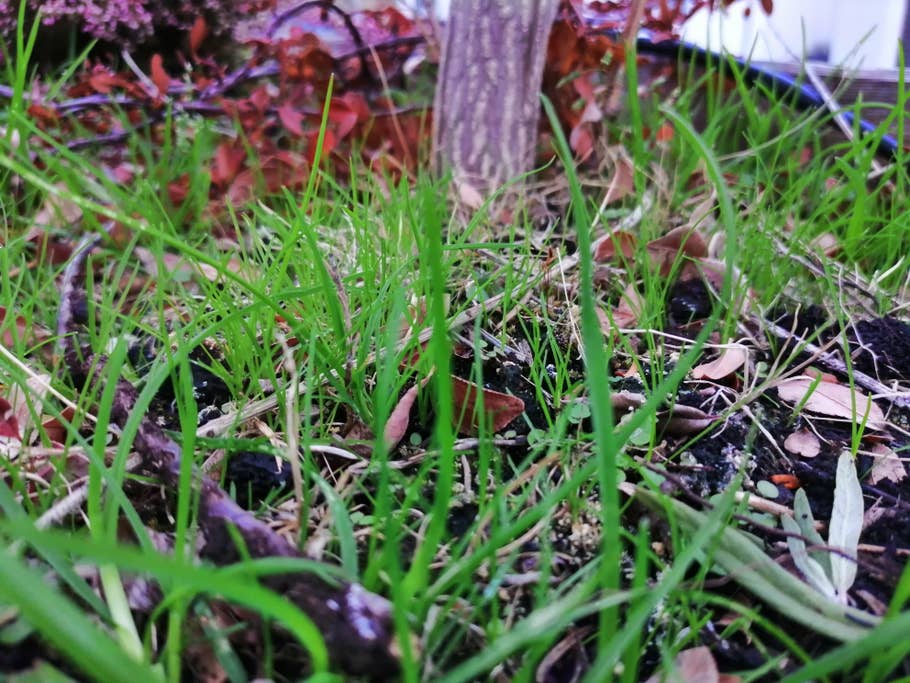 Gras mit einem Bäumchen im Hintergrund