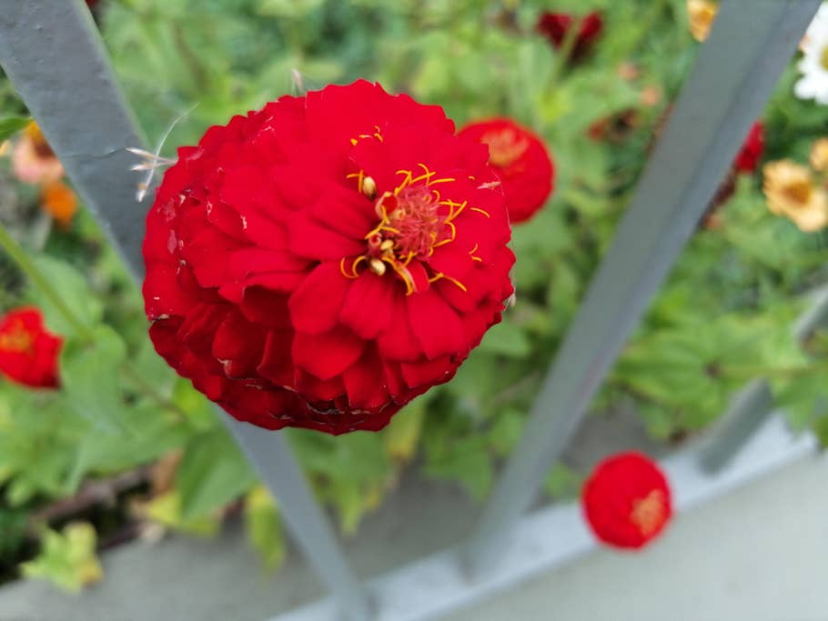 Rote Blume in der Nahaufnahme