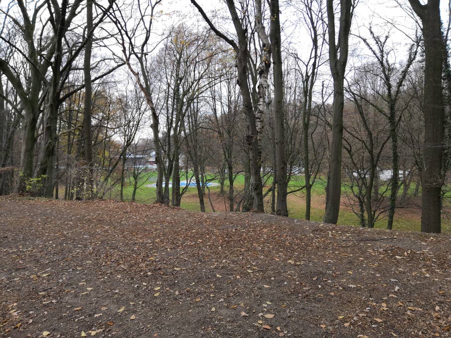 Bild der Bäume und dem Blick auf der Wiese ohne AI-Unterstützung