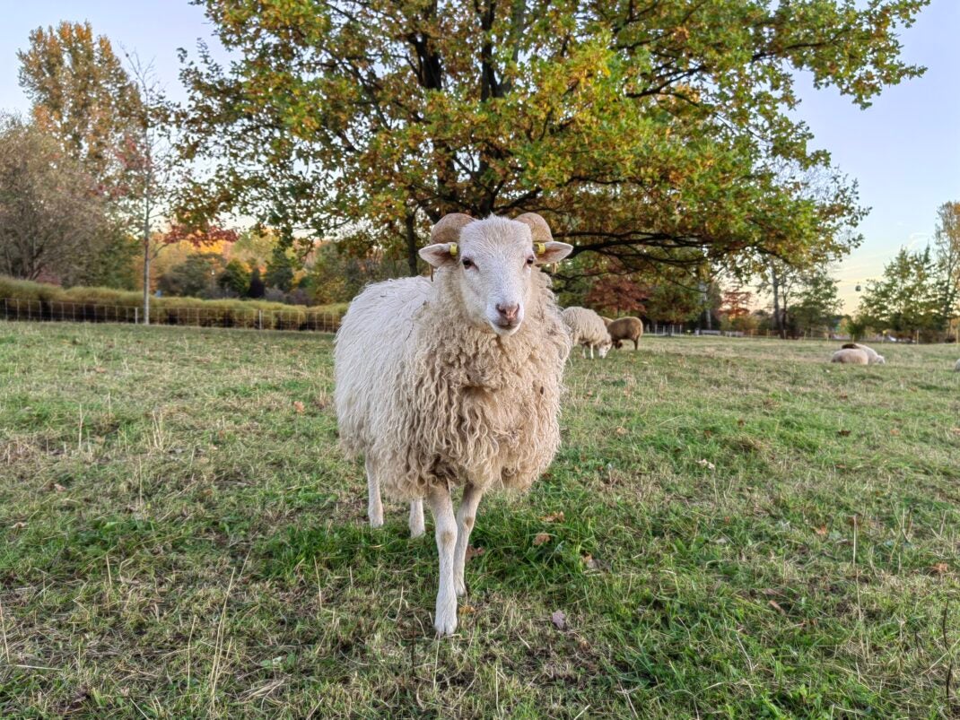 Das Schaf wird scharf dargestellt (sorry)