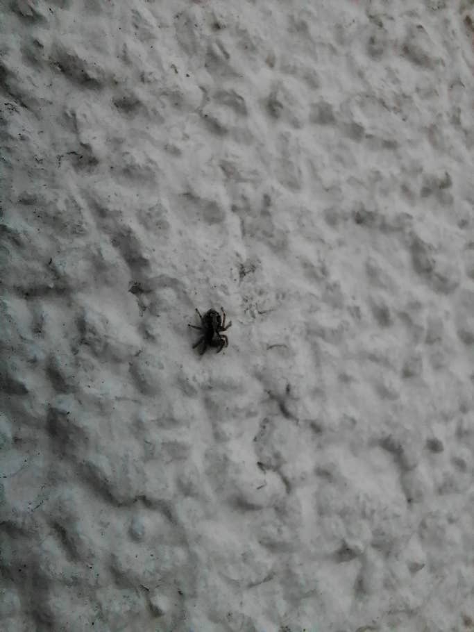 Eine kleine Spinne auf einer verputzten weißen Mauer.