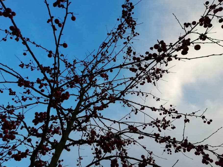 Huawei P smart: Kamerafotos