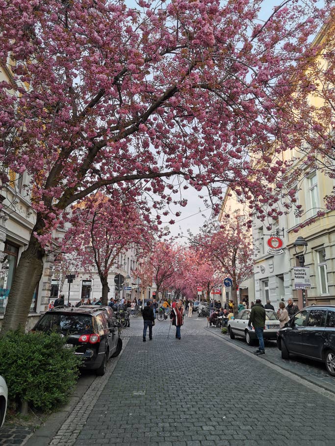 Kirschblüten in Bonn