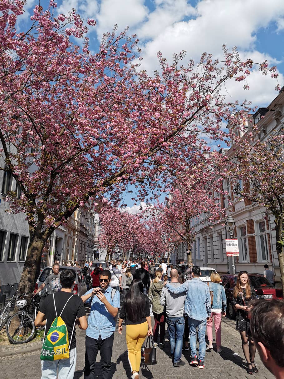 Kirschblüten in Bonn