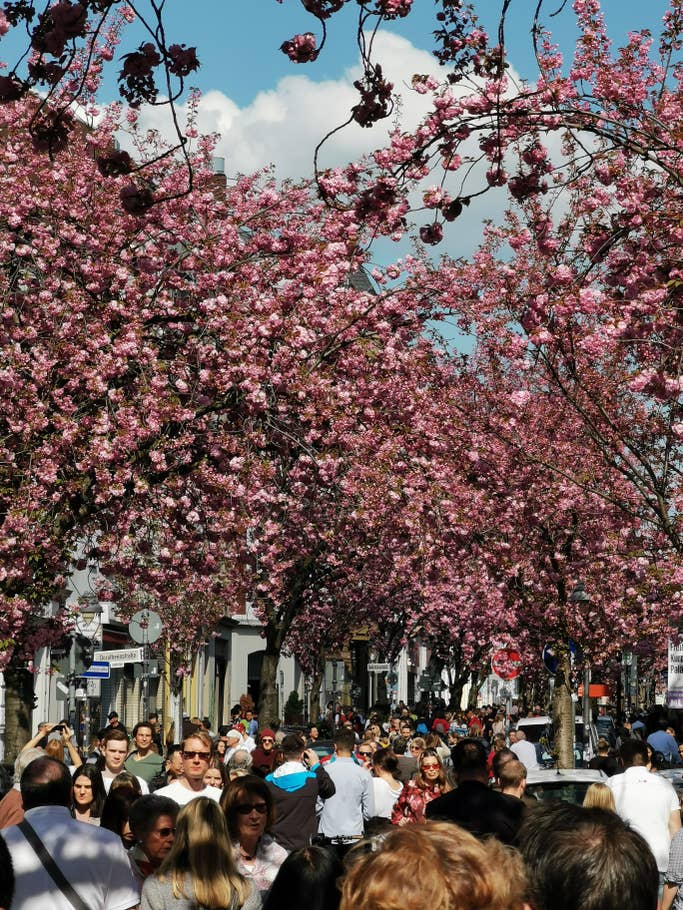 Kirschblüten in Bonn