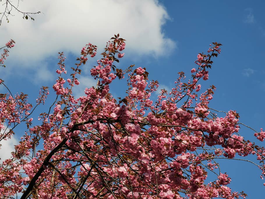 Kirschblüten in Bonn