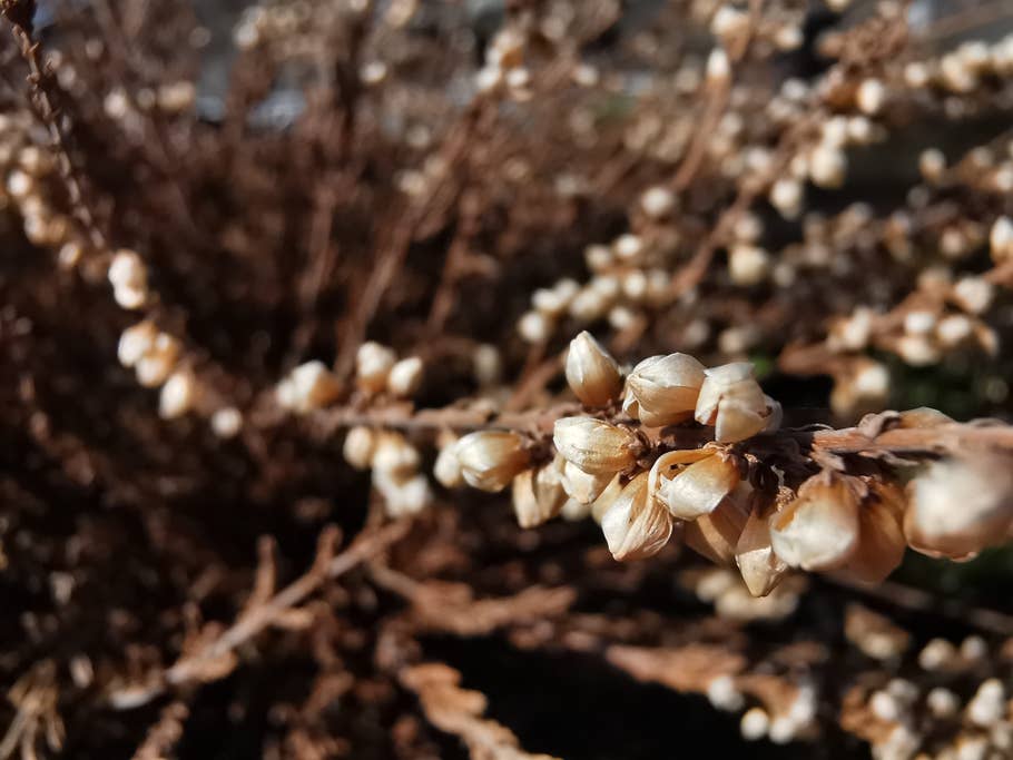 Knospen, aufgenommen mit dem P30 Pro