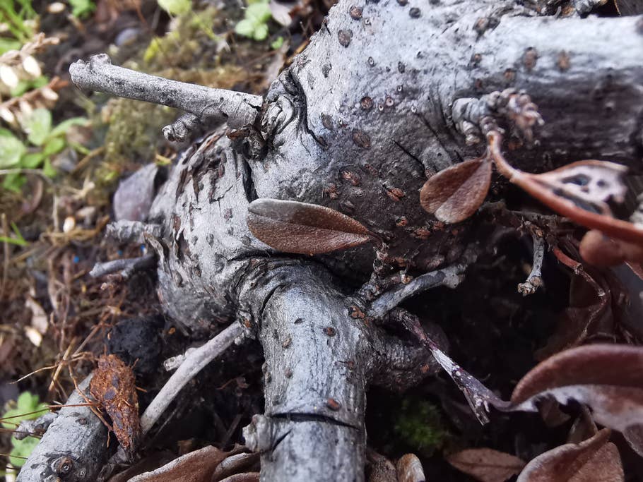 Blatt an einem Ast, aufgenommen mit dem Huawei P30 Pro