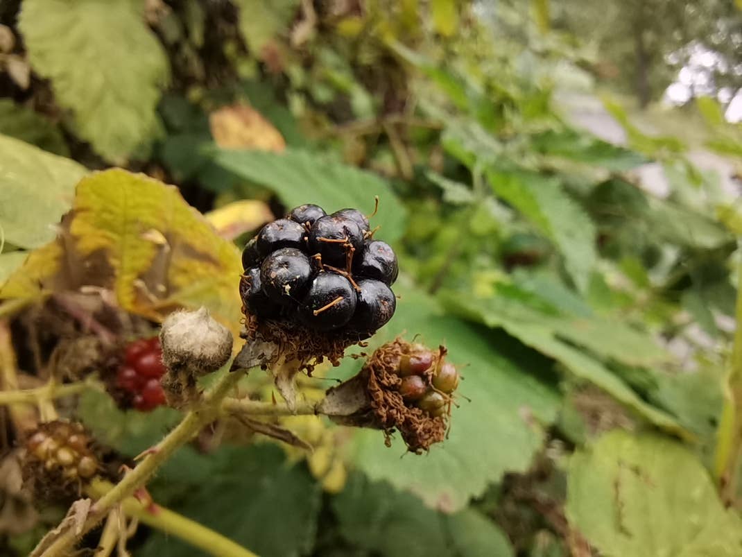 Eine Makro-Aufnahme mit dem Huawei P40 Lite 5G