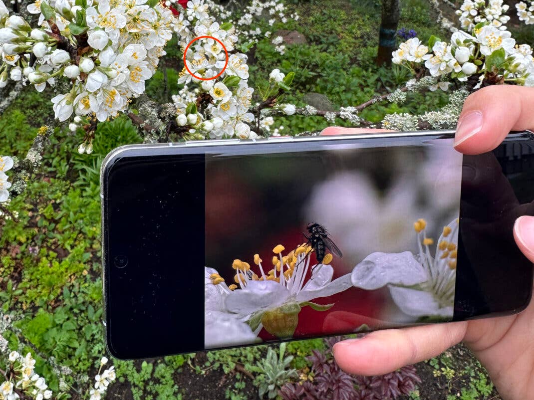 Kleine Details ganz nah - mit dem Huawei P60 Pro