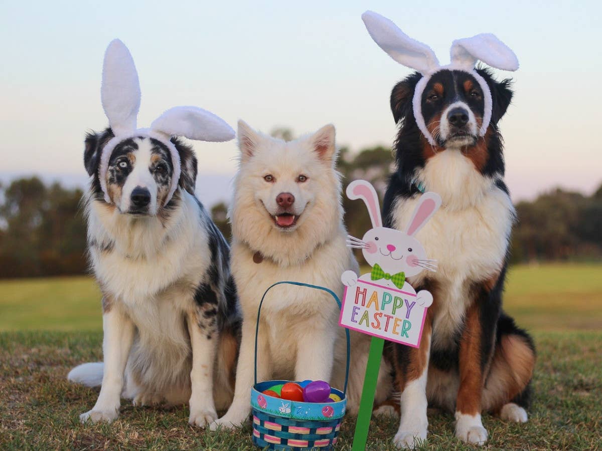 Drei Hunde mit Hasenohren und einem Osternest